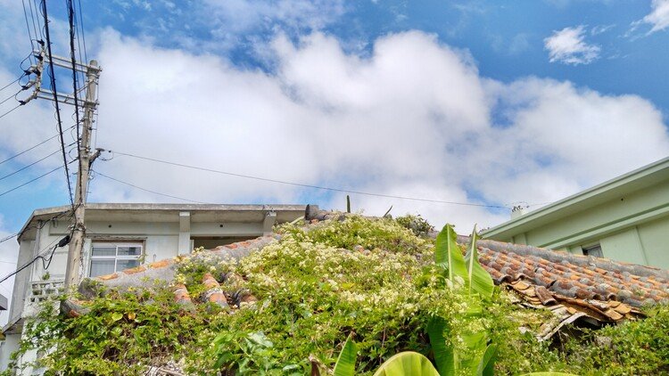 平良の繁華街イーザトの裏手の古い住宅街。
赤瓦の廃屋の屋根にサキシマボタンヅルの花が咲き乱れていた！