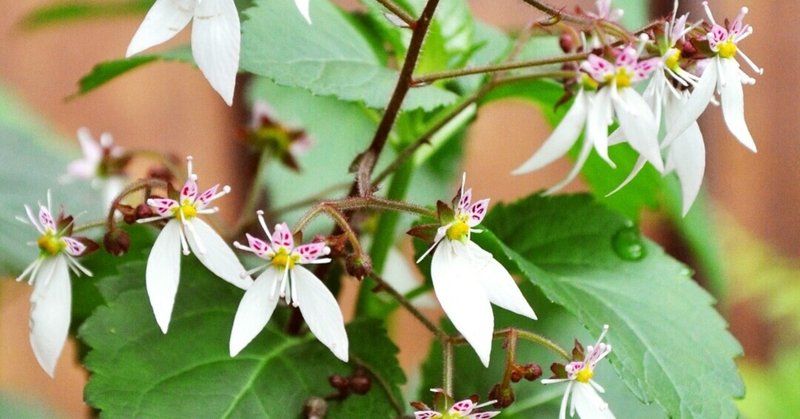 鴨足草 の新着タグ記事一覧 Note つくる つながる とどける 鴨足草 の新着タグ記事一覧 Note つくる つながる とどける