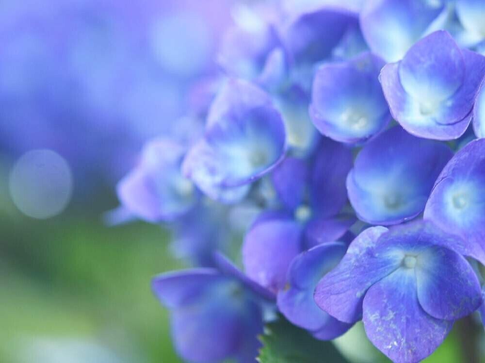 6月は紫陽花のうたを 阿井 達也 Note 6月は紫陽花のうたを 阿井 達也 Note