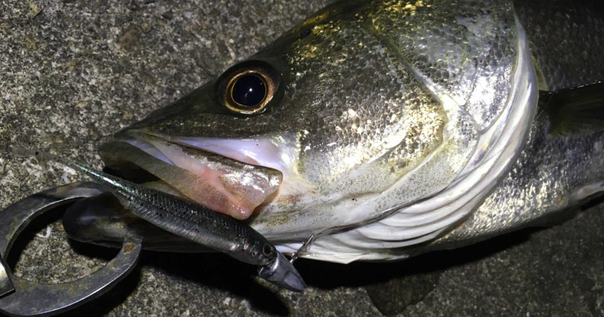 春シーバスがよく釣れるワーム 寝るか釣りか ドブ川シーバスゲーム Note 春シーバスがよく釣れるワーム 寝るか釣りか ドブ川シーバスゲーム Note