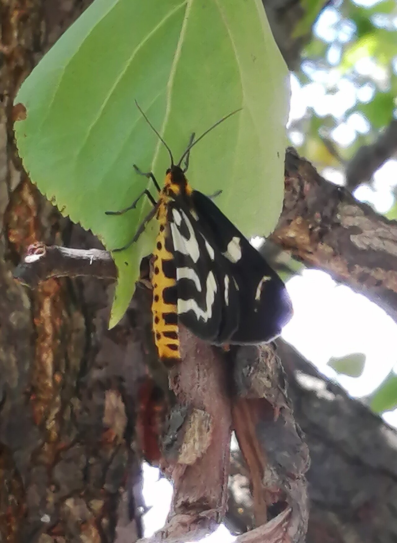 生き物たちと想像の世界 陽子絵画制作室 Note