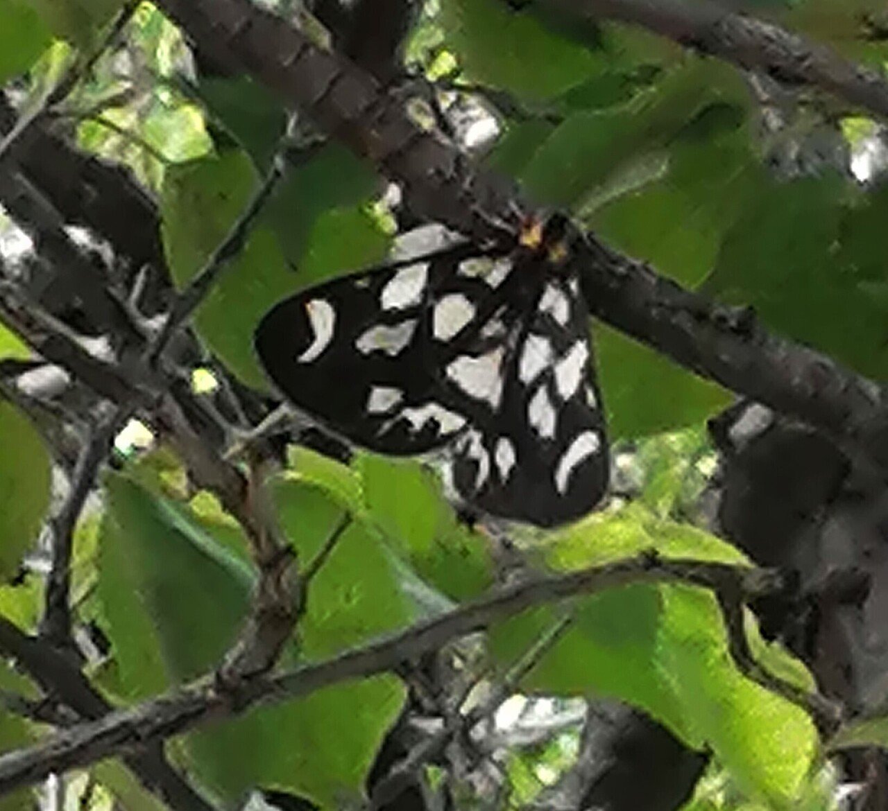 生き物たちと想像の世界 陽子絵画制作室 Note