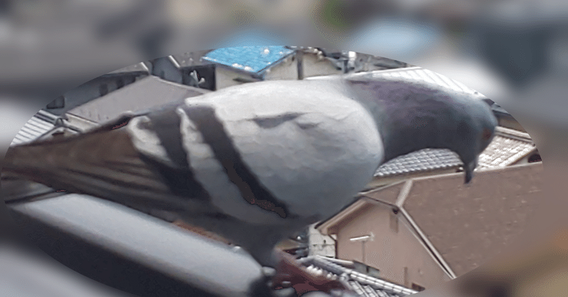 鳩かわいい の新着タグ記事一覧 Note つくる つながる とどける