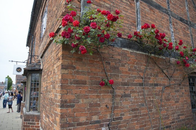 イギリスの薔薇 Elia Note イギリスの薔薇 Elia Note