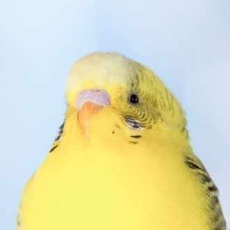 これでよかったんだ という考え方 こちら いんこ卿実験室 Note