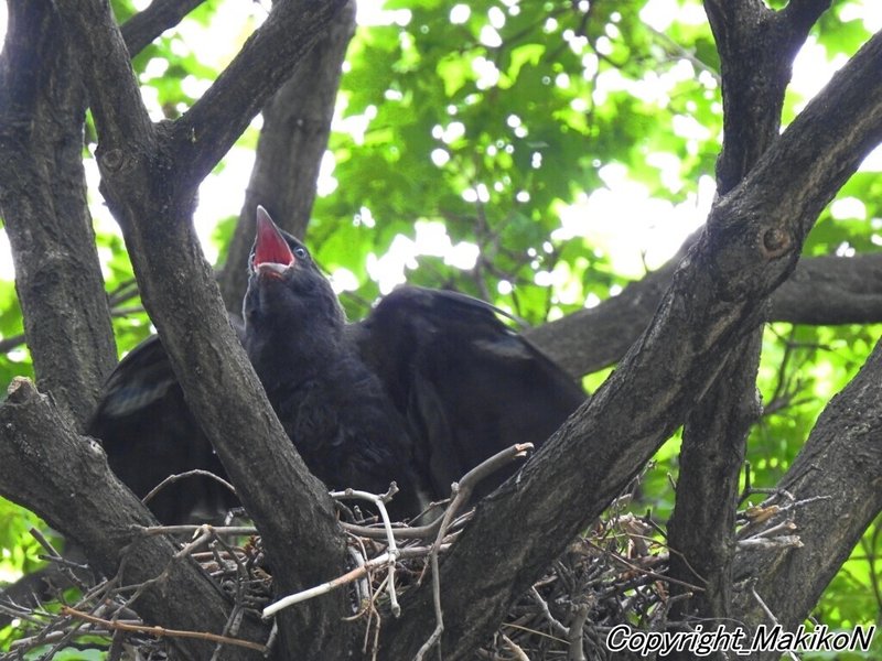 カラスを保護する勇気と葛藤 Makikon Note カラスを保護する勇気と葛藤 Makikon Note
