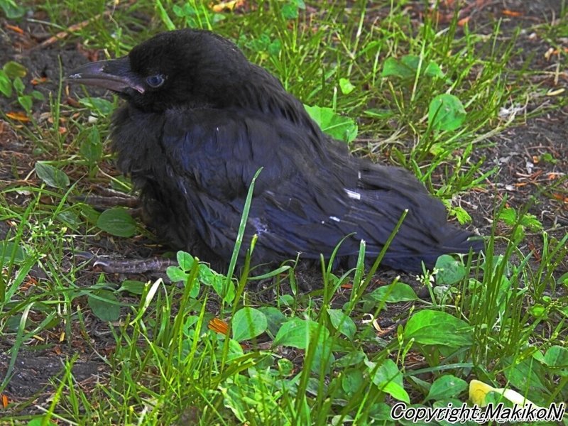 カラスを保護する勇気と葛藤 Makikon Note カラスを保護する勇気と葛藤 Makikon Note