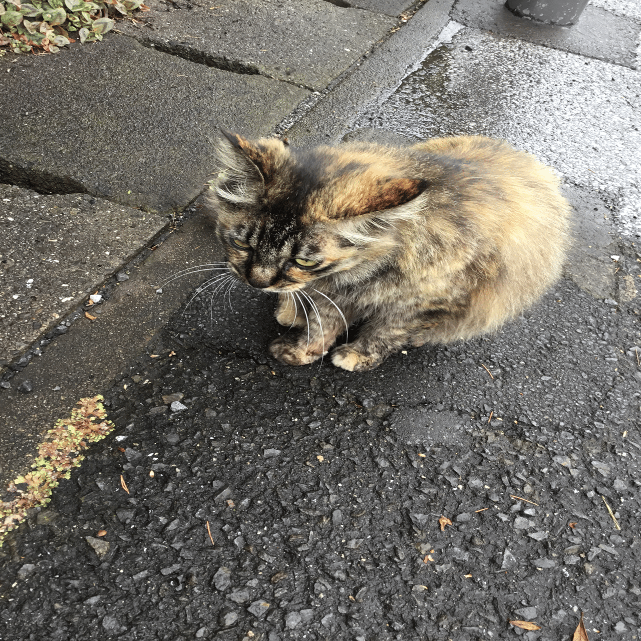 🍉夏毛になった😻近所の野良猫が可愛い過ぎる😍💟｜晴田そわか