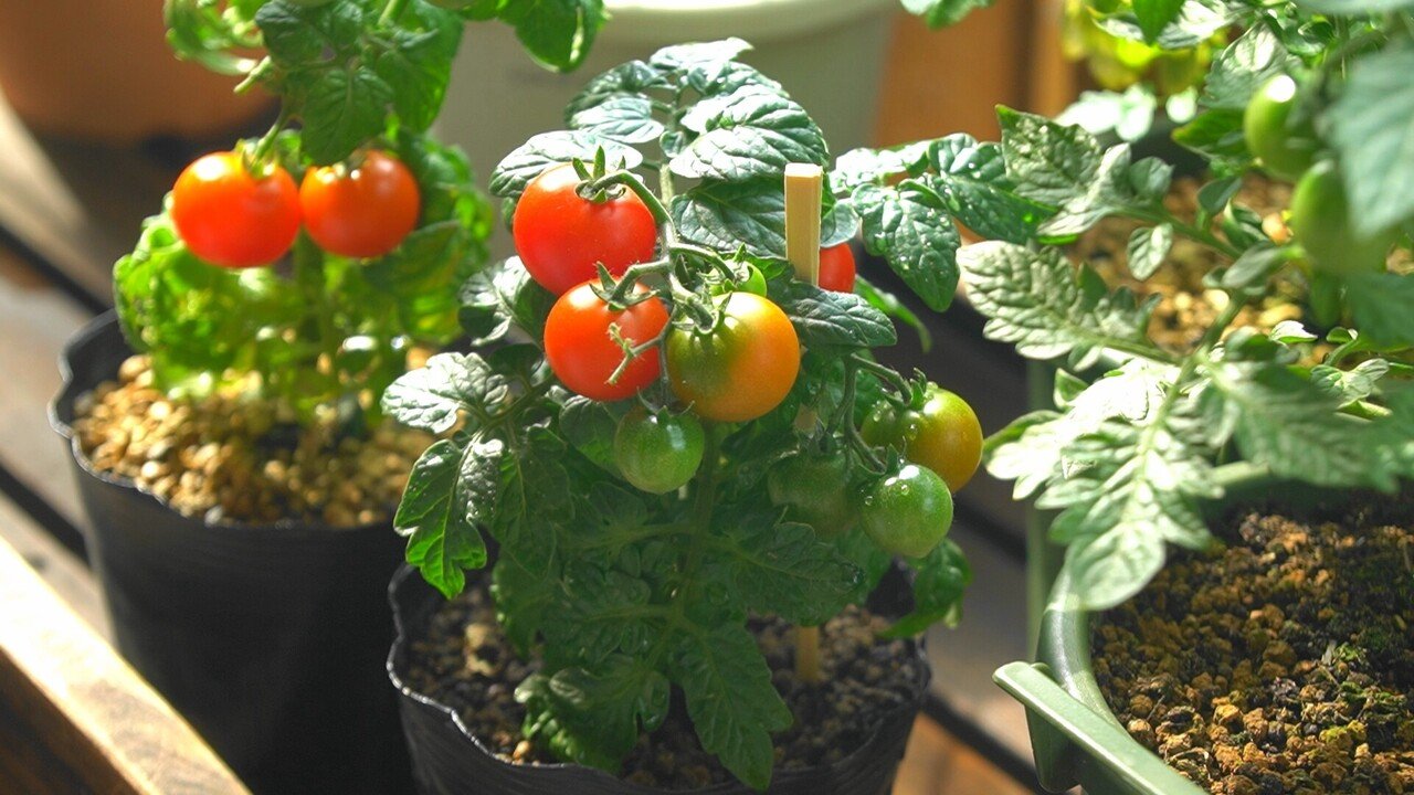 実験結果 土で食味に違いがあるか実験するよ 永田農法トマト ゆかこ うつ畑 Note