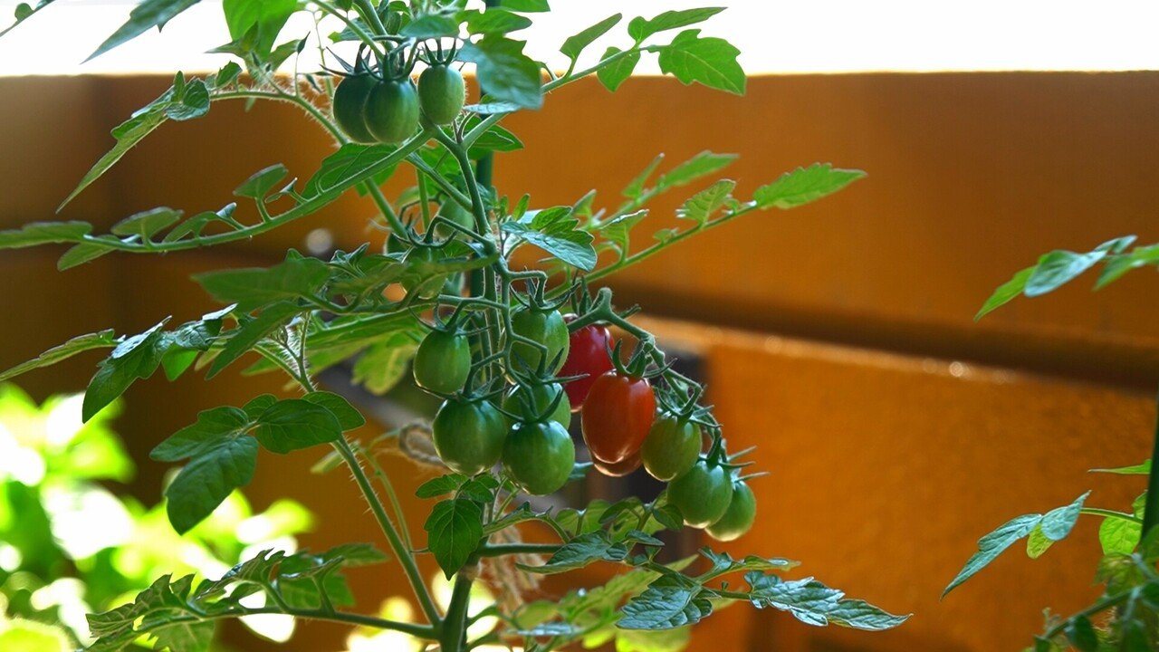 実験結果 土で食味に違いがあるか実験するよ 永田農法トマト ゆかこ うつ畑 Note