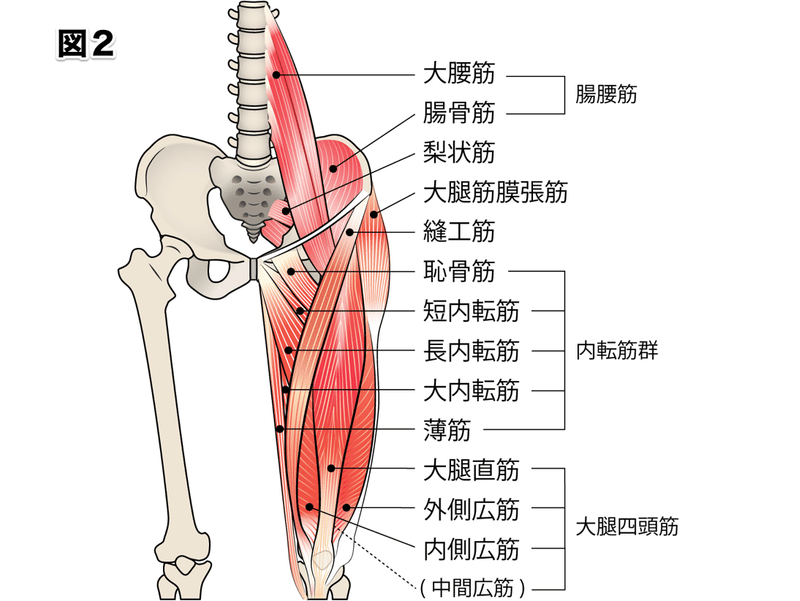 臀部下付近の痛み 足の付け根付近の痛み 平山光典 Running Ability Japan Meetz Note Note 臀部下付近の痛み 足の付け根付近の痛み 平山光典 Running Ability Japan Meetz Note Note
