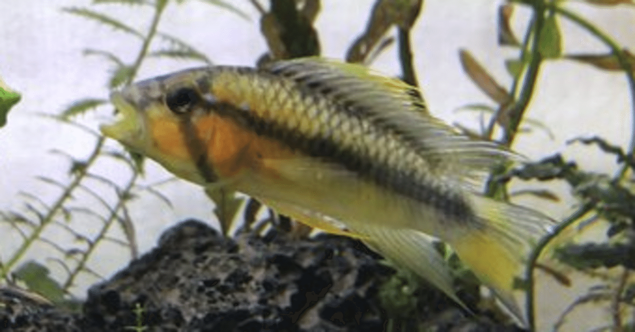 バルロウィ Ap Farm K Note