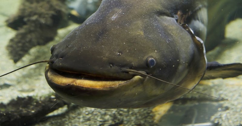 パンガシウス の新着タグ記事一覧 Note つくる つながる とどける