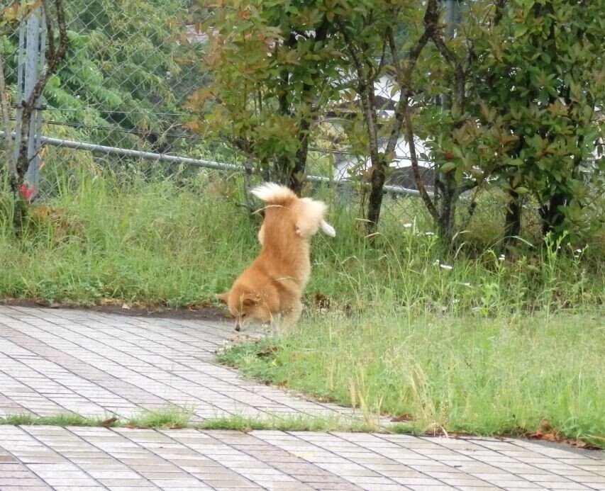 ごくうが行く 逆立ちする犬 ごくうは小型犬である 身が軽いのか 逆立ちを繰り返す 中学生は あの犬 逆立ちしていたよね と繰り返しながら歩き去る 尾に注目 短 い あまり食べないのに 最 Goku Note