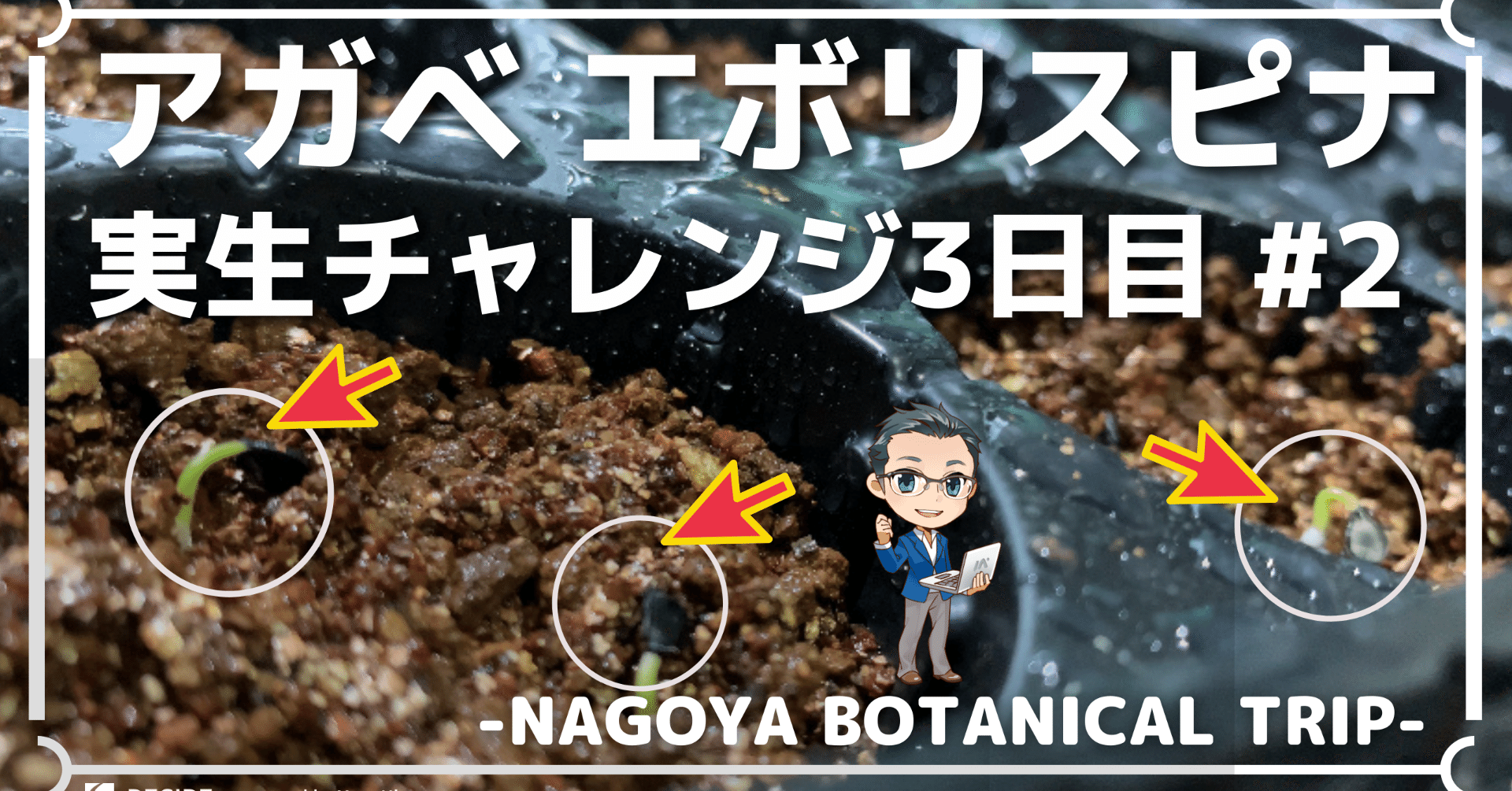 アガベ実生のやり方は 土のカビはベンレートで水やりして成長に驚愕 Hirose0219 Note