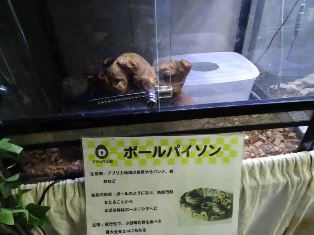 画像11