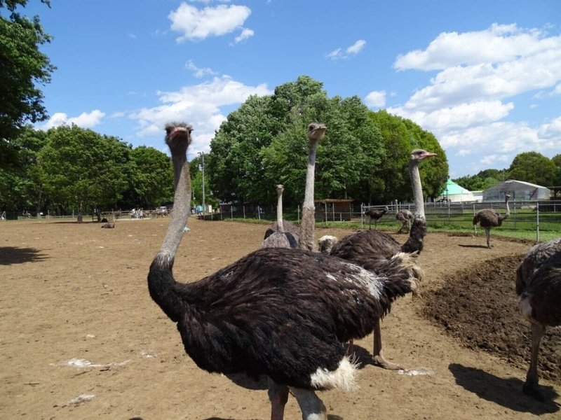 Zaso 057 茨城県 ダチョウ王国 Zasoちゃんねる Note