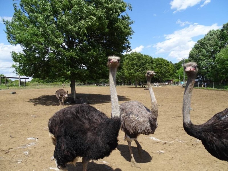 Zaso 057 茨城県 ダチョウ王国 Zasoちゃんねる Note