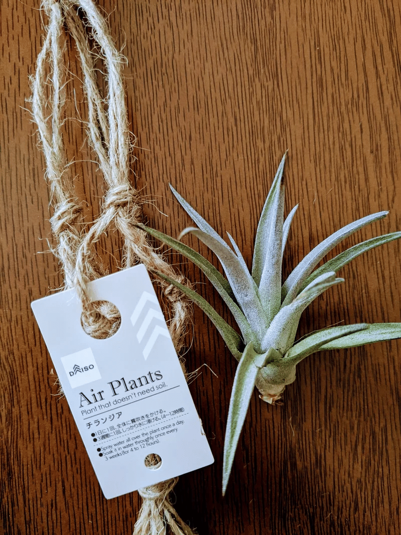 チランジア進捗 D D Note