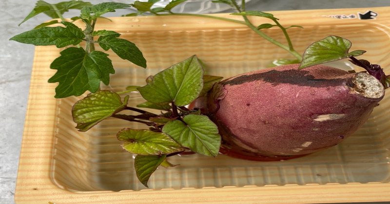 サツマイモ袋栽培 の新着タグ記事一覧 Note つくる つながる とどける