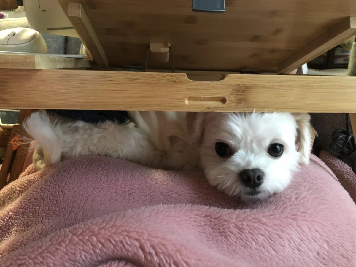 書くひと