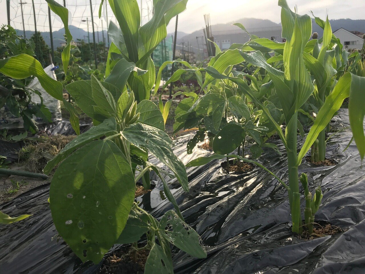 早めの梅雨入りで 成長がいちまちだった夏野菜 最近は適度な晴れと雨の連続で 成長が加速しました とうもろこしと枝豆のコンパニオンプランツもぐんぐん成長 そろそろ支柱が必要です 飯野 修 Note