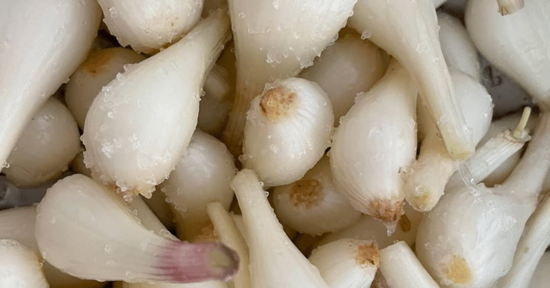 らっきょうの甘酢漬けの作り方 滞った気の巡りの改善 古休堂 Cokyudou Note