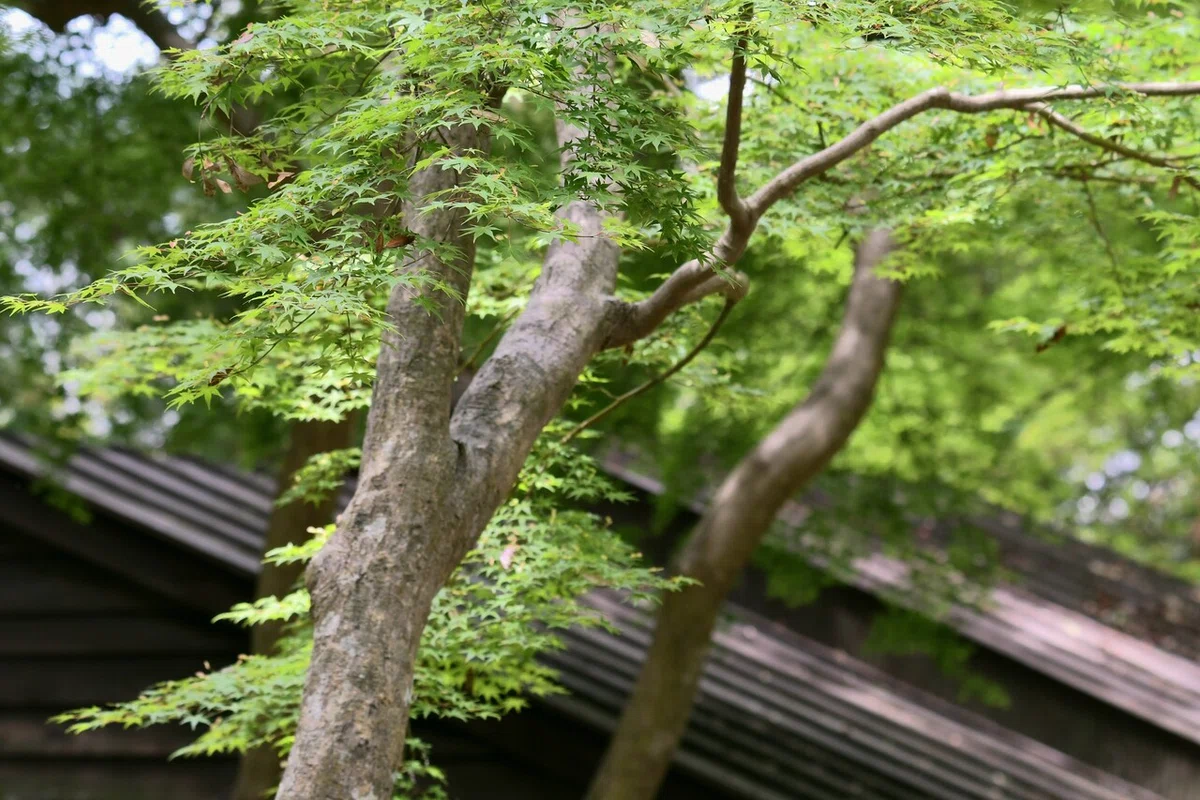 画像10