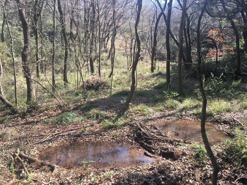 生田緑地 ホタルの国 訪問記 まえがみ Note 生田緑地 ホタルの国 訪問記 まえがみ Note