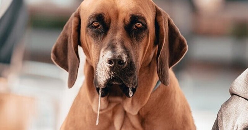 犬のよだれ の新着タグ記事一覧 Note つくる つながる とどける 犬のよだれ の新着タグ記事一覧 Note つくる つながる とどける