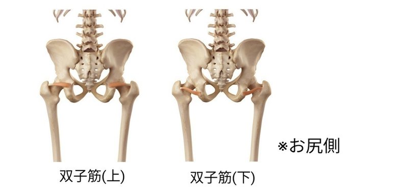 ボールを投げるときに使う筋肉 久野 歩 Note