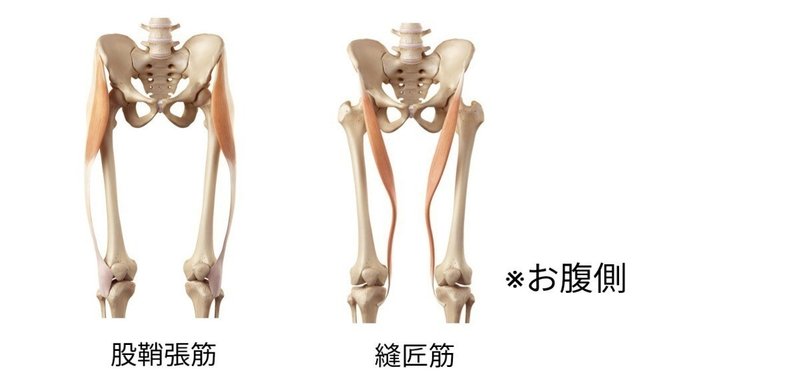 ボールを投げるときに使う筋肉 久野 歩 Note ボールを投げるときに使う筋肉 久野 歩 Note