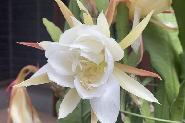 花言葉会いたい の新着タグ記事一覧 Note つくる つながる とどける 花言葉会いたい の新着タグ記事一覧 Note つくる つながる とどける