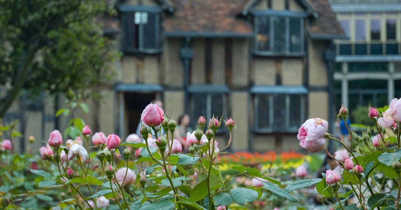 イギリスの薔薇 Elia Note