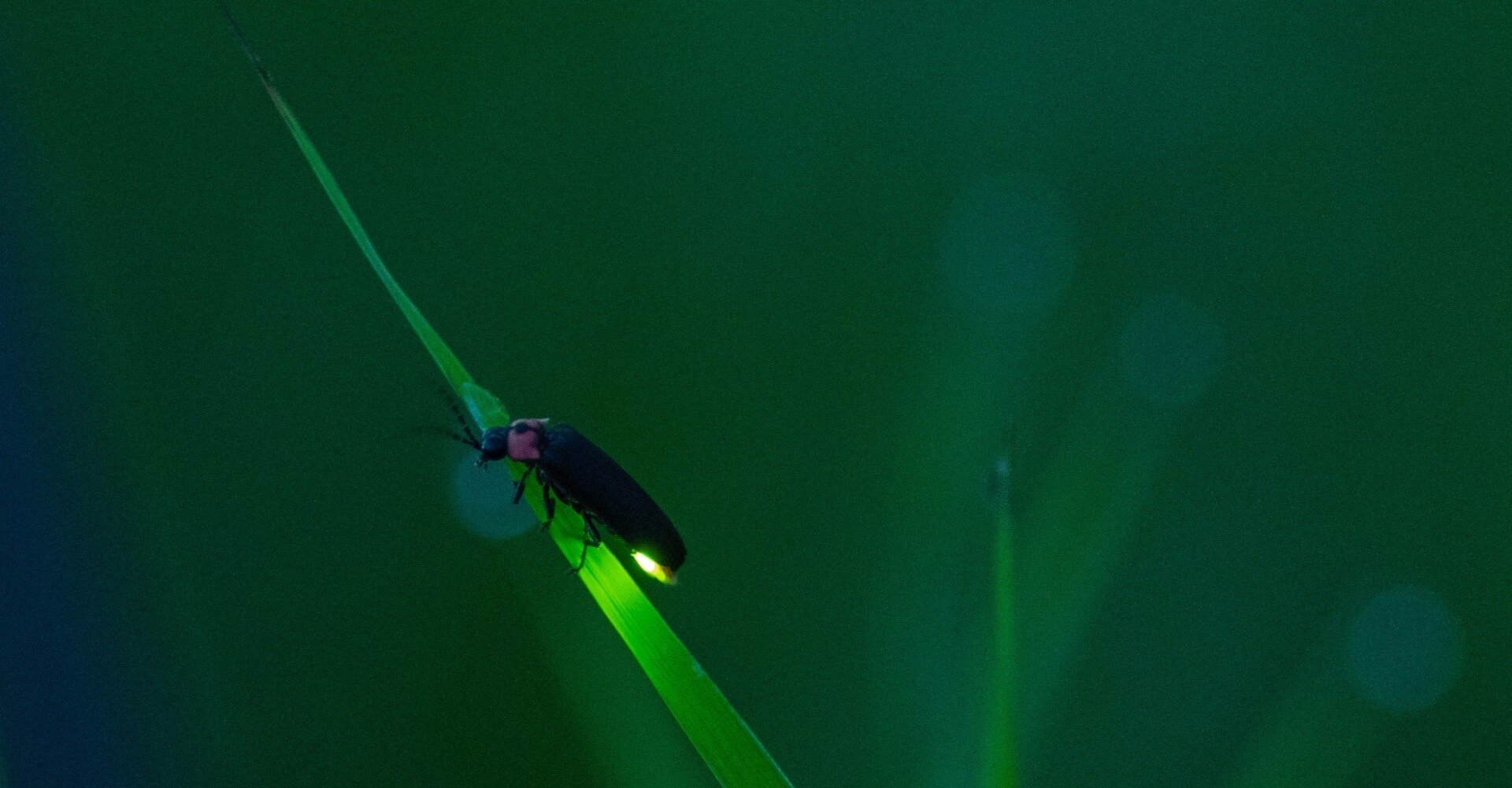 ホタルのこと まえがみ Note