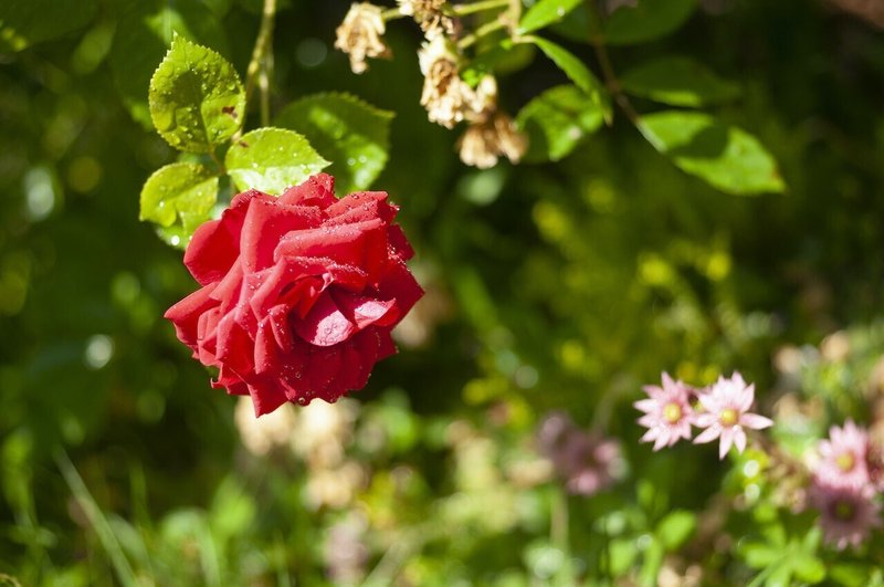 イギリスの薔薇 Elia Note イギリスの薔薇 Elia Note