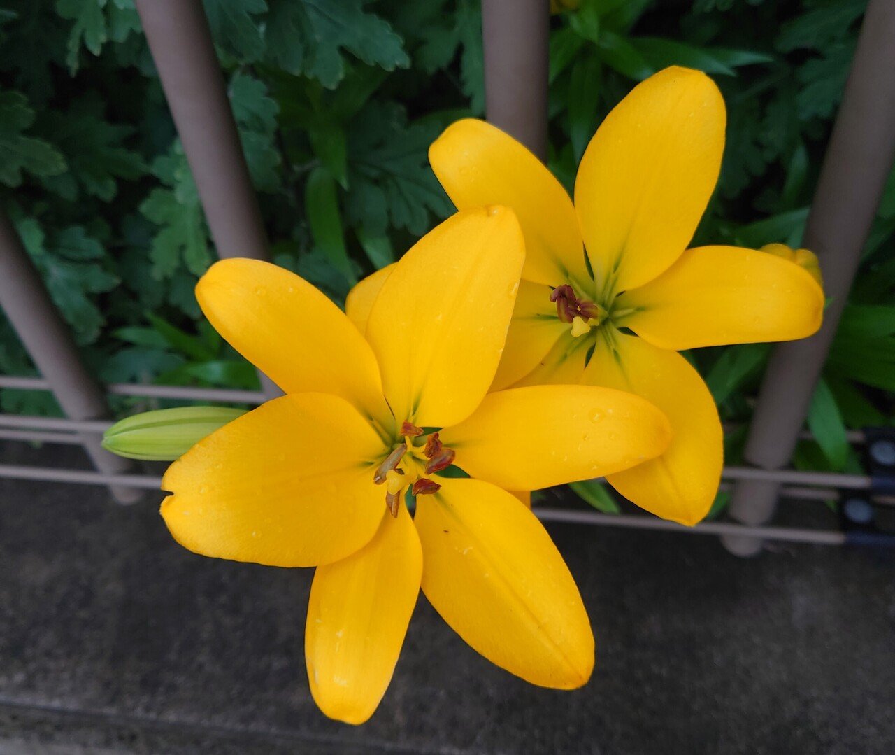 １５７日目 スカシユリ と思われる花が咲いています Tomoko H H Note