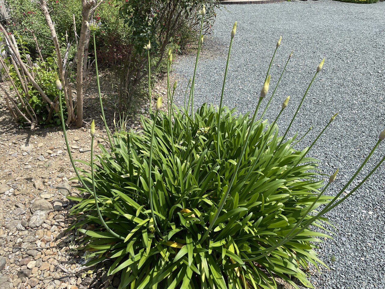 今日も一日お疲れ様でした 庭のアガパンサス ダイナミックなフォルムに繊細な花が咲くところがお気に入り 蕾がわずかに開いてきました 花言葉は 恋の訪れ 私には今さら訪れやしないけど 花 Yuko ハンドメイド クリエイター Note