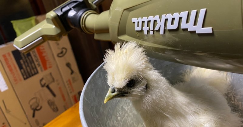 烏骨鶏が中雛になった Noriaki Kawanishi 半農デザイナー Note 烏骨鶏が中雛になった Noriaki Kawanishi 半農デザイナー Note