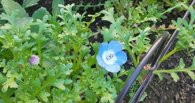 北海道ガーデニング の新着タグ記事一覧 Note つくる つながる とどける