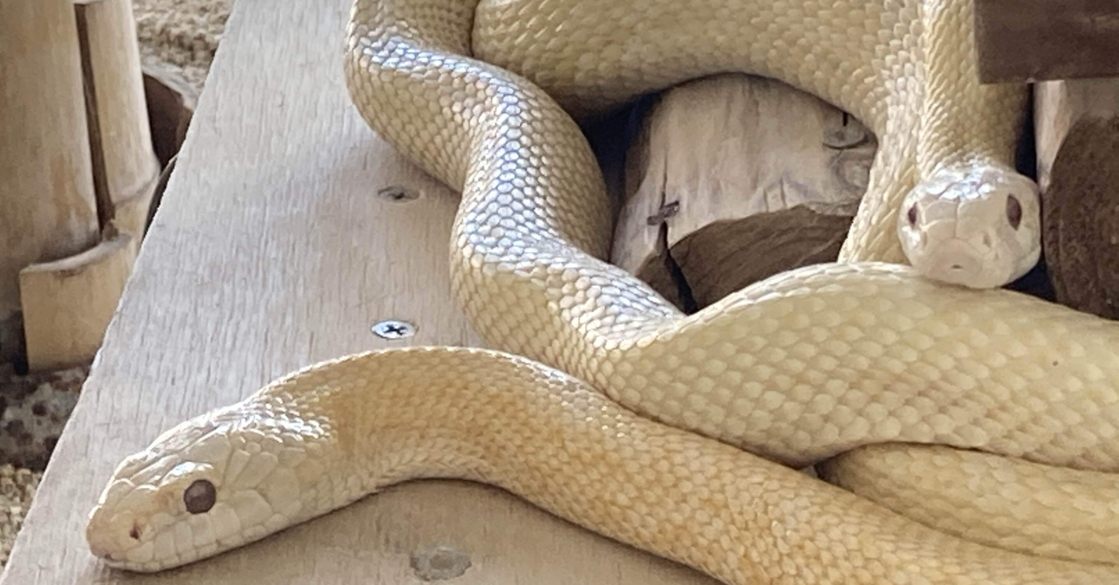 守り神　白蛇大明神　双頭巳之神　御神体　　厨子 守り神 白蛇大明神 双頭巳之神 御神体 厨子 守り神 白蛇大明神 双頭巳