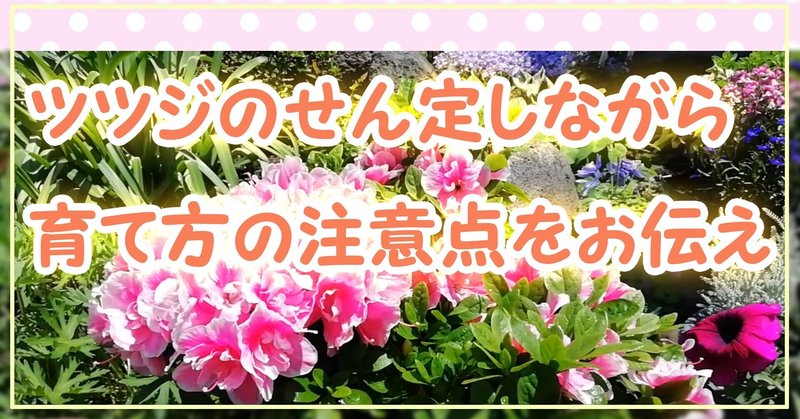 ツツジの育て方 の新着タグ記事一覧 Note つくる つながる とどける ツツジの育て方 の新着タグ記事一覧 Note つくる つながる とどける