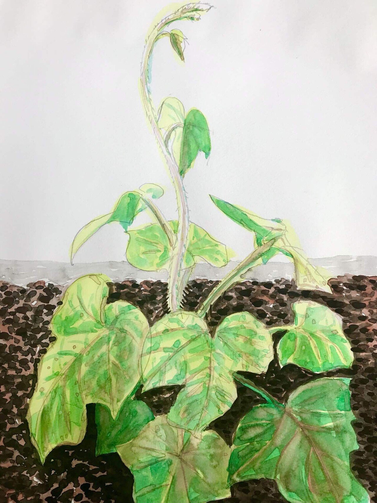 21 06 04アサガオ 6 04 Niijima Note