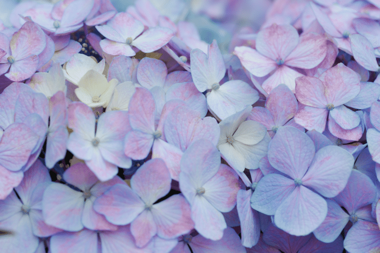 グラデーション紫陽花