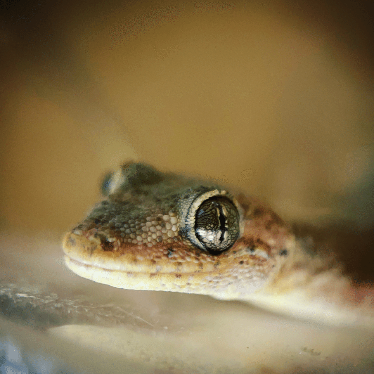 そのへんの3cm Vol 476 日本守宮 フジイピカピ そのへんの3cmを撮る人 Note