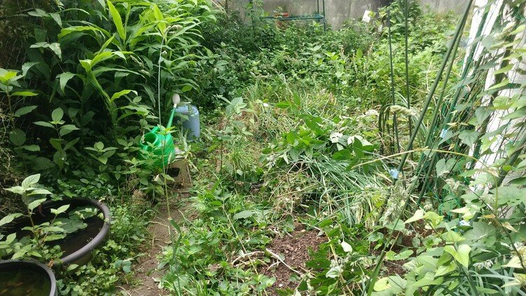 しばらく手入れできなかった間に荒れたい放題になってしまったうたの庭。