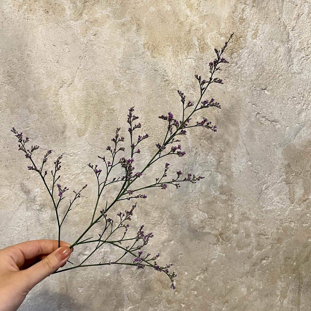 ドライフラワーにしやすいお花の定期便」6月の紹介｜greenpiece