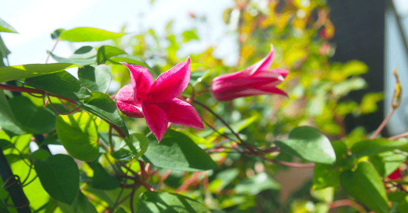 懐かしい人に会う Sakurai Note