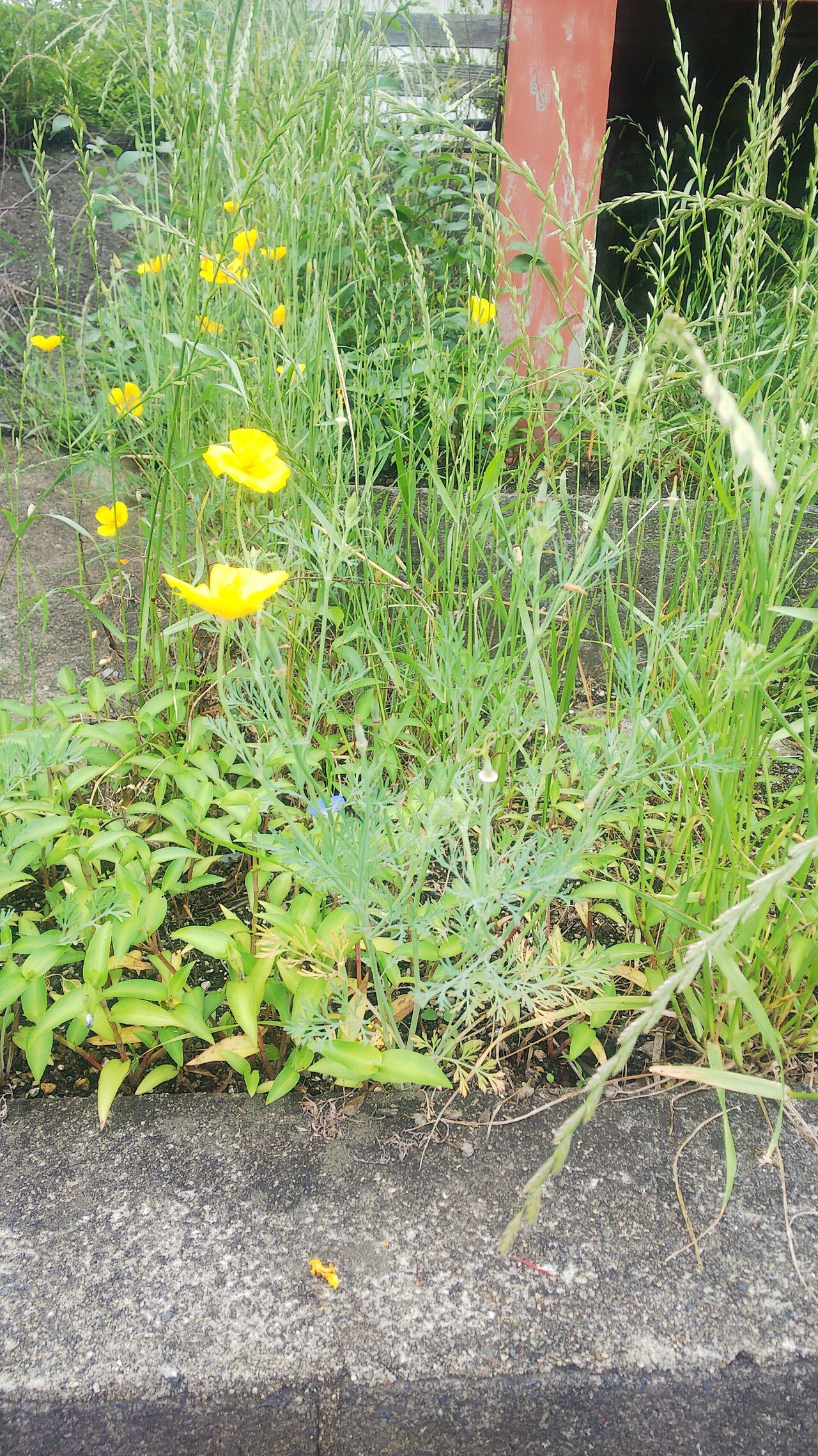 植物図鑑 『有毒編』 - 有毒植物｜EGGSEED｜note