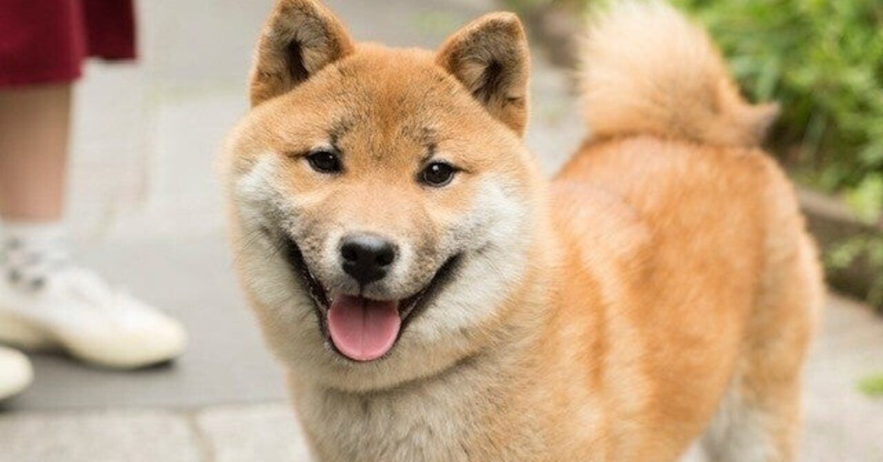 柴犬 サマーカット Shiba Taro Note